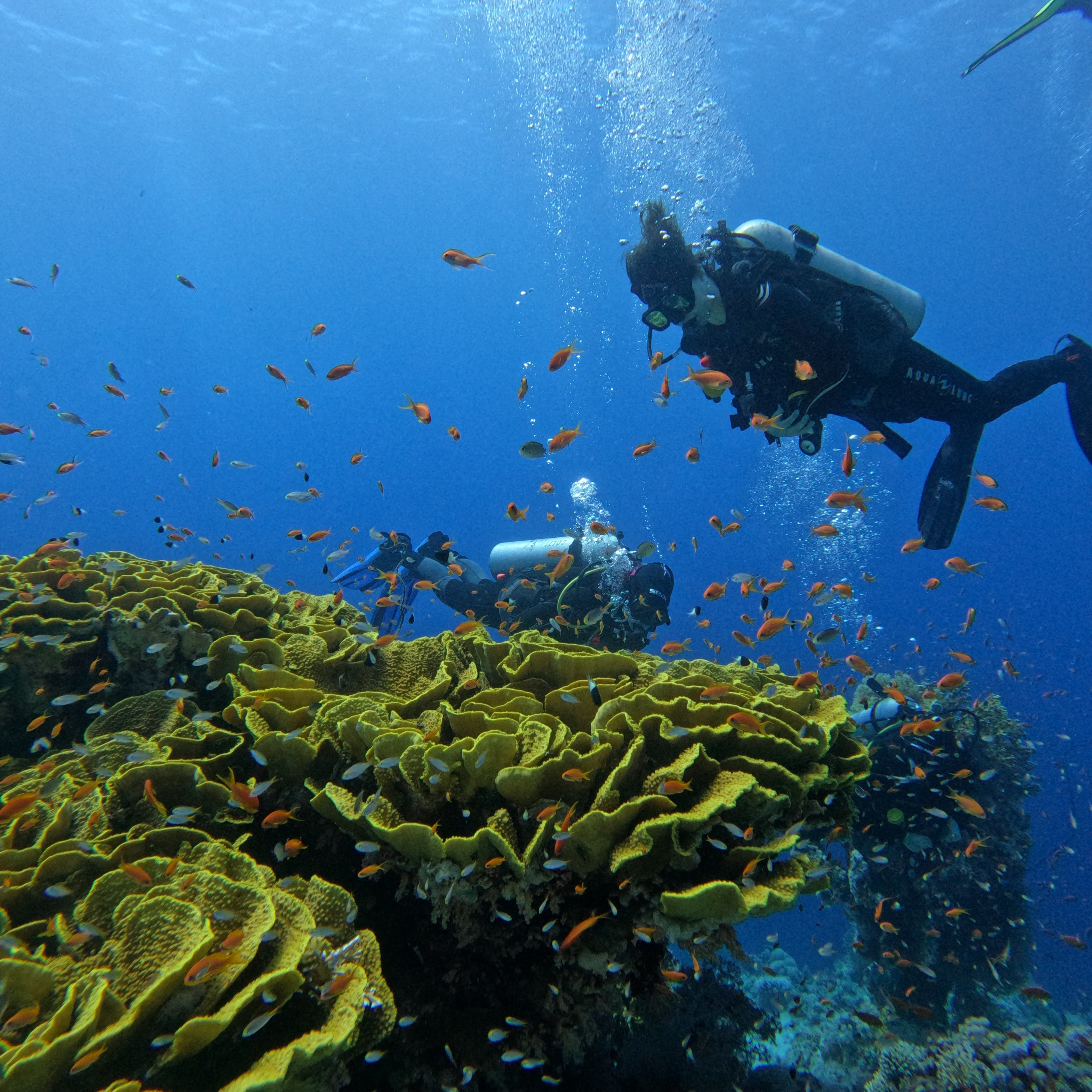 Lặn biển Nha Trang - Delight Diving