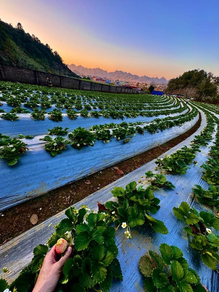 Vườn dâu Bamboo Strawberry Farm