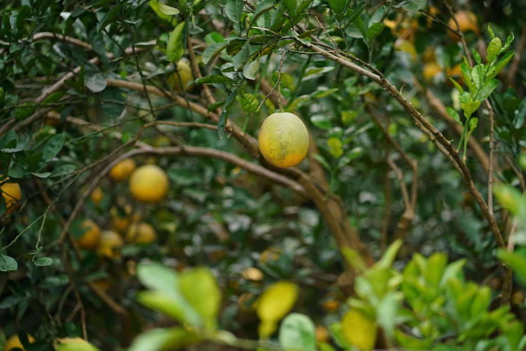Xuân Hải Farm