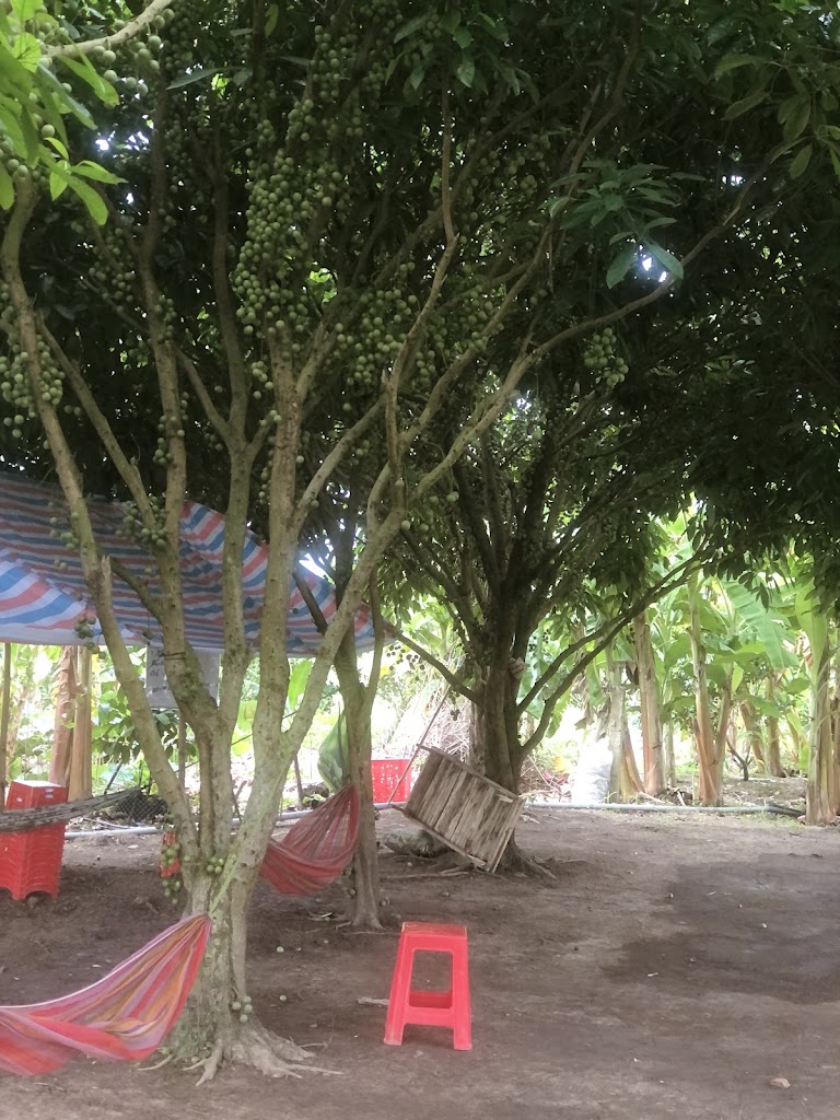 VƯỜN DÂU CHÚ ÚT